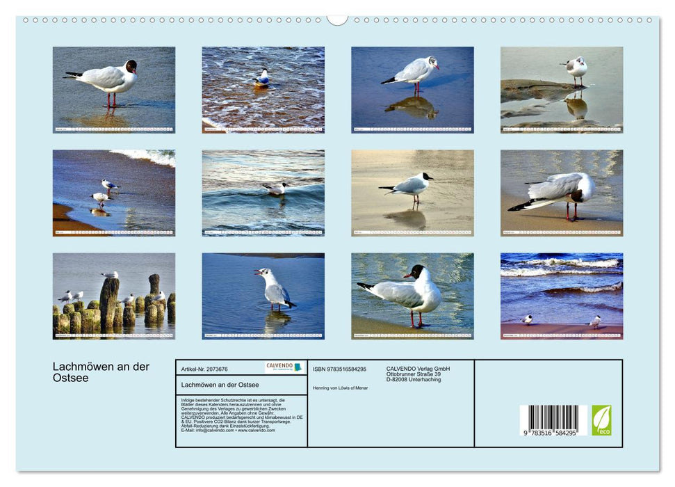 Lachmöwen an der Ostsee (CALVENDO Premium Wandkalender 2026)