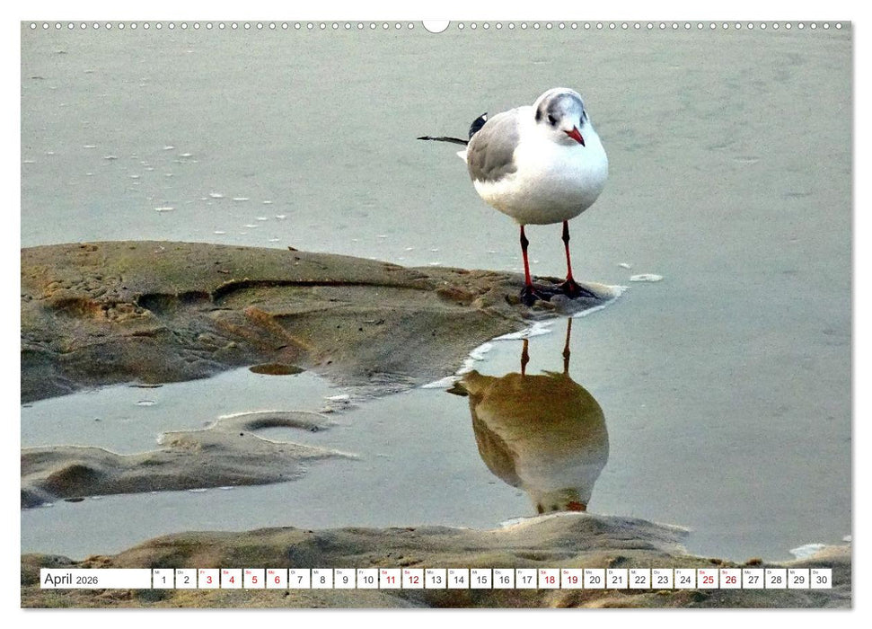 Lachmöwen an der Ostsee (CALVENDO Premium Wandkalender 2026)