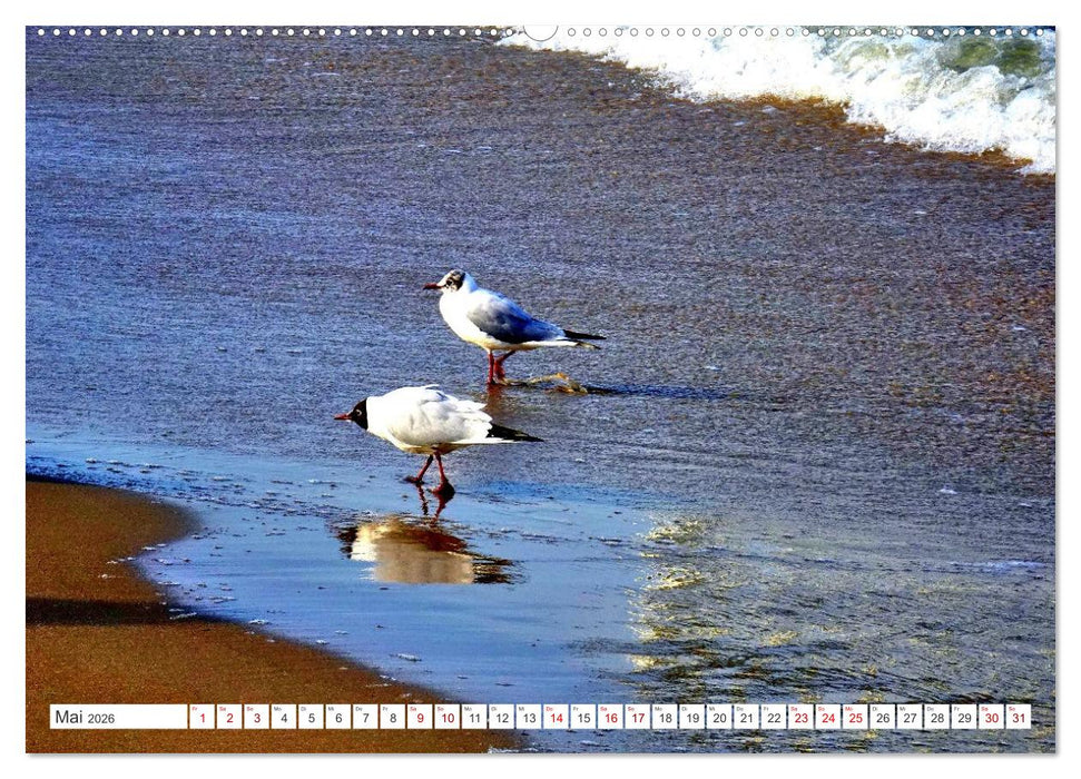 Lachmöwen an der Ostsee (CALVENDO Premium Wandkalender 2026)