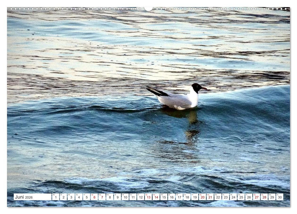 Lachmöwen an der Ostsee (CALVENDO Premium Wandkalender 2026)