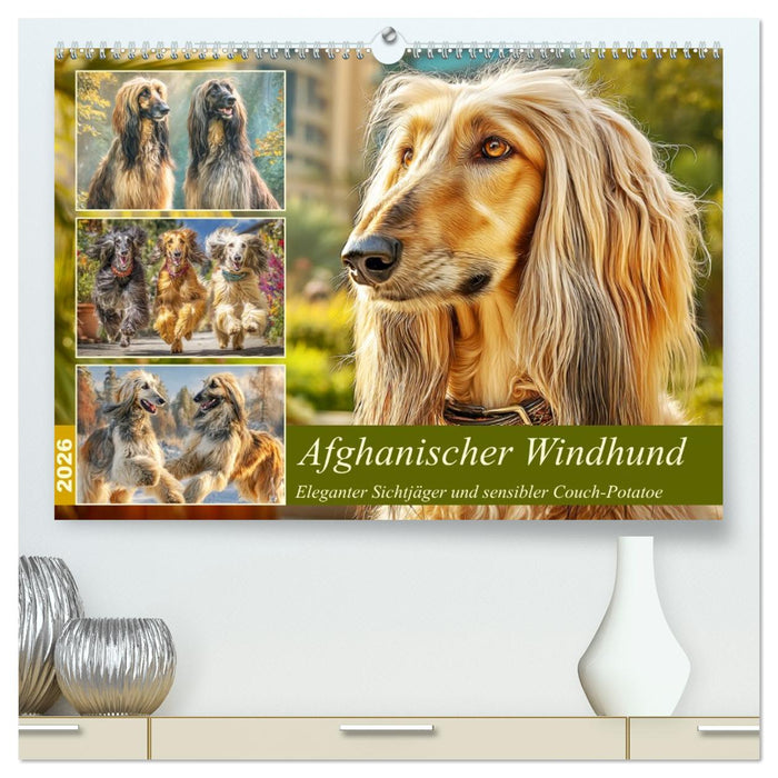 Afghanischer Windhund. Eleganter Sichtjäger und sensibler Couch-Potatoe (CALVENDO Premium Wandkalender 2026)