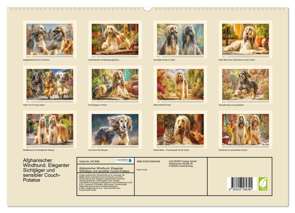 Afghanischer Windhund. Eleganter Sichtjäger und sensibler Couch-Potatoe (CALVENDO Premium Wandkalender 2026)