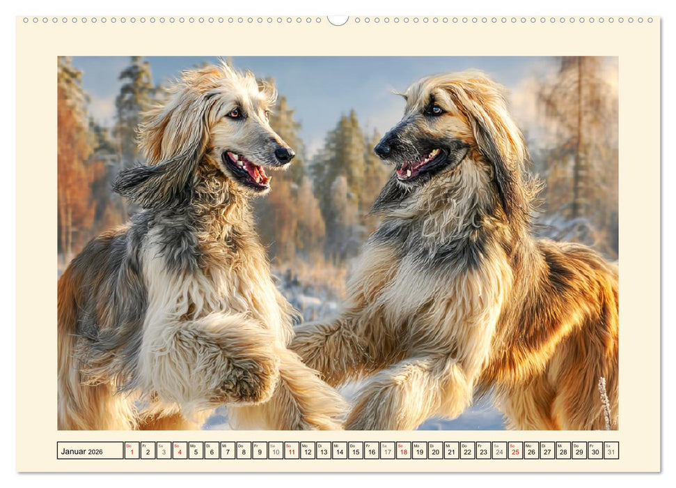 Afghanischer Windhund. Eleganter Sichtjäger und sensibler Couch-Potatoe (CALVENDO Premium Wandkalender 2026)