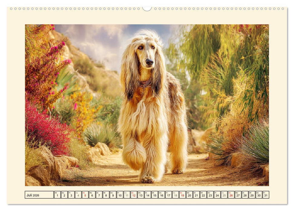 Afghanischer Windhund. Eleganter Sichtjäger und sensibler Couch-Potatoe (CALVENDO Premium Wandkalender 2026)