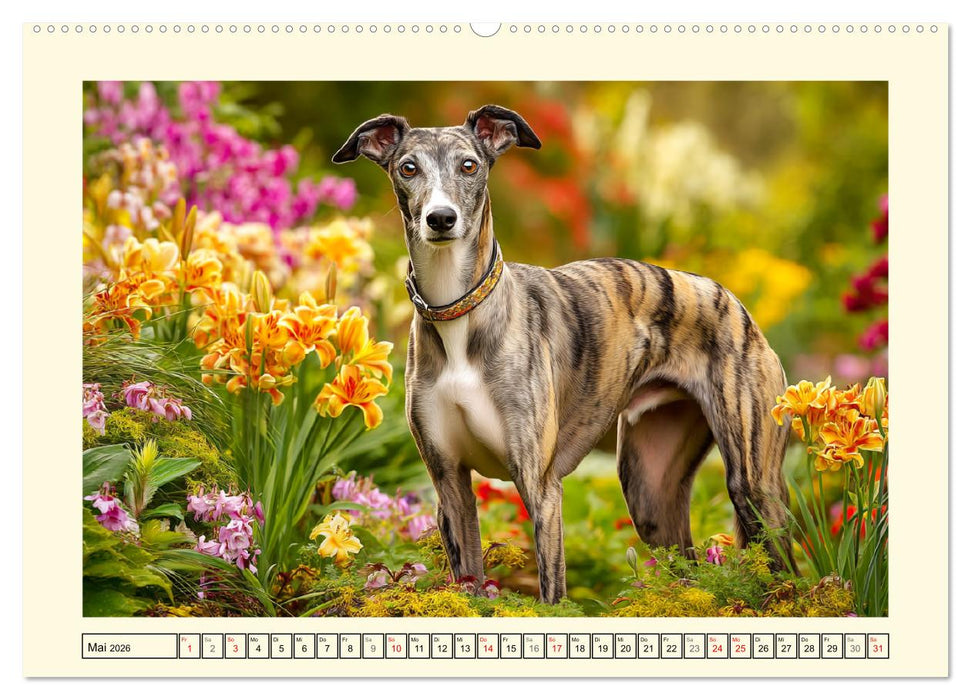 Whippet Wunder. Grazile Hunde mit sanfter Kraft und feiner Seele (CALVENDO Wandkalender 2026)