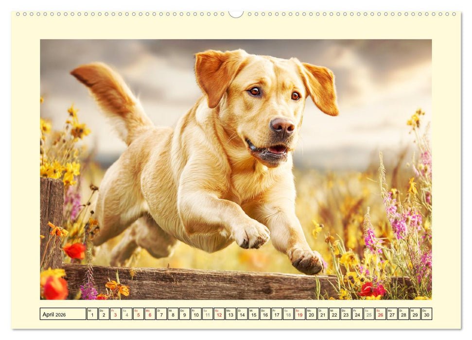 Labrador Retriever. Labrador-Magie für Herz und Seele (CALVENDO Premium Wandkalender 2026)