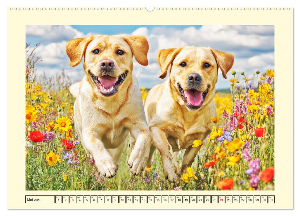 Labrador Retriever. Labrador-Magie für Herz und Seele (CALVENDO Premium Wandkalender 2026)