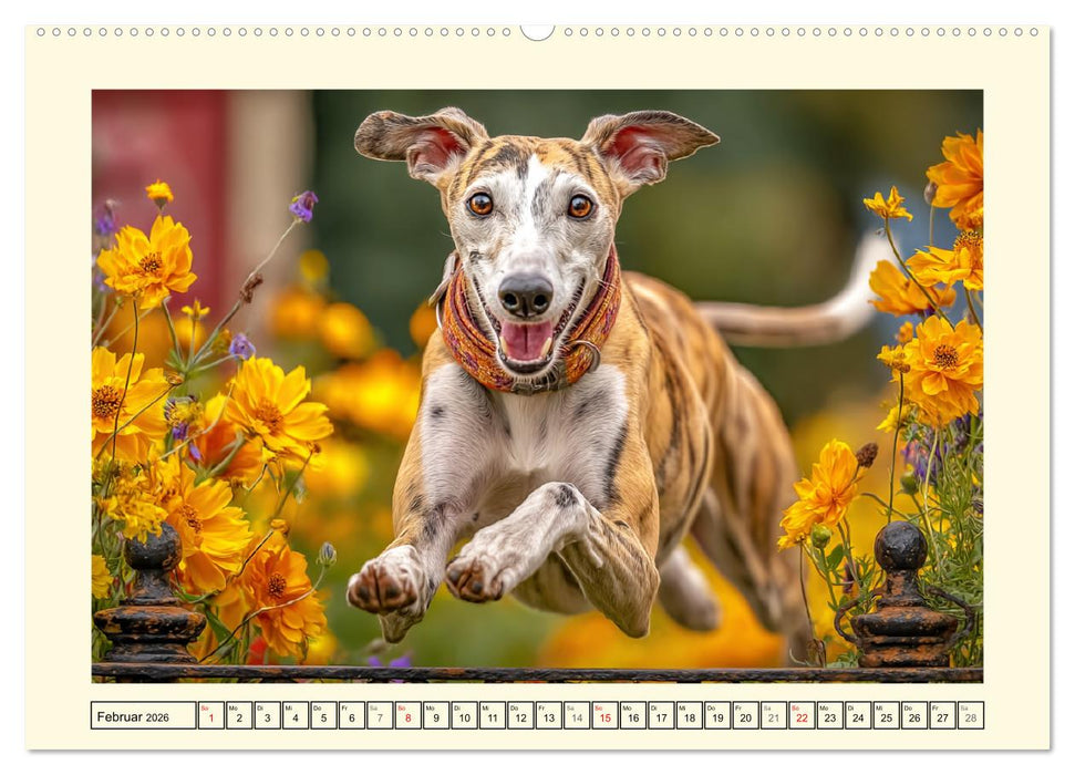 Whippet Wunder. Grazile Hunde mit sanfter Kraft und feiner Seele (CALVENDO Premium Wandkalender 2026)