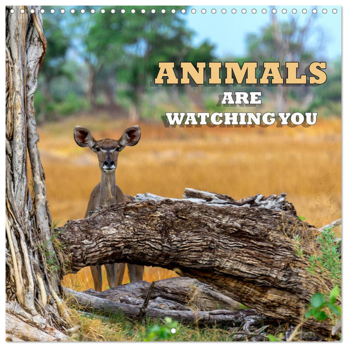 Animals are watching you (CALVENDO Monthly Calendar 2026)