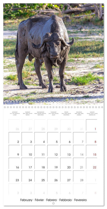 Animals are watching you (CALVENDO Monthly Calendar 2026)
