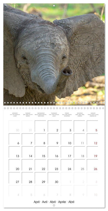 Animals are watching you (CALVENDO Monthly Calendar 2026)