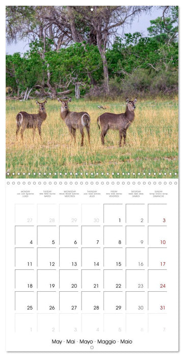 Animals are watching you (CALVENDO Monthly Calendar 2026)