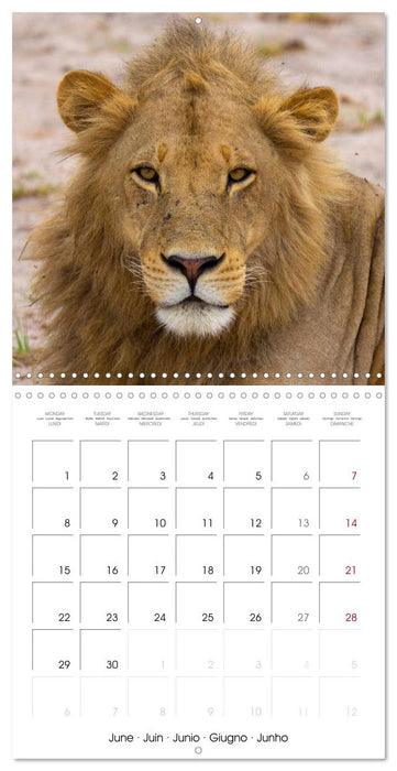 Animals are watching you (CALVENDO Monthly Calendar 2026)