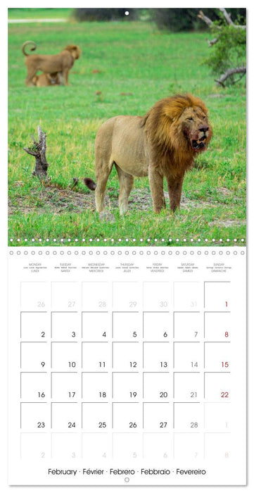 CATS OF AFRICA (CALVENDO Monthly Calendar 2026)