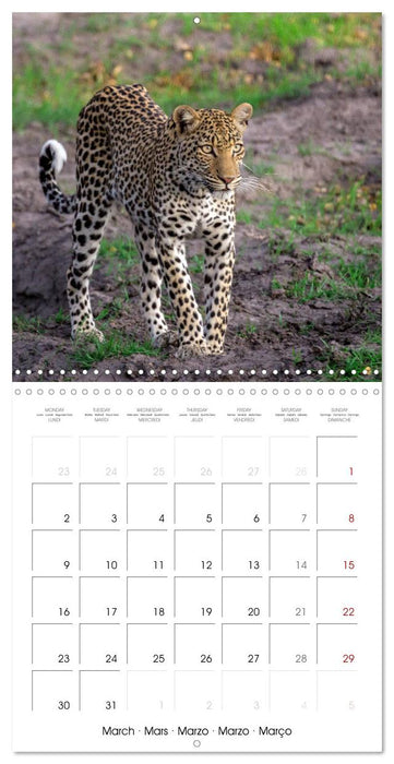 CATS OF AFRICA (CALVENDO Monthly Calendar 2026)