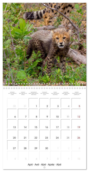 CATS OF AFRICA (CALVENDO Monthly Calendar 2026)