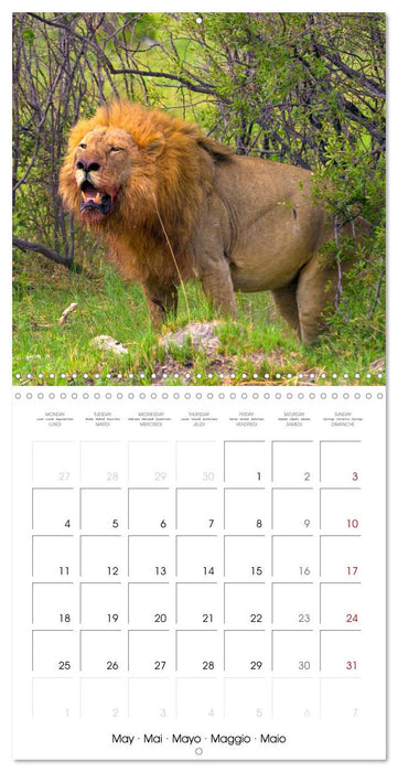 CATS OF AFRICA (CALVENDO Monthly Calendar 2026)