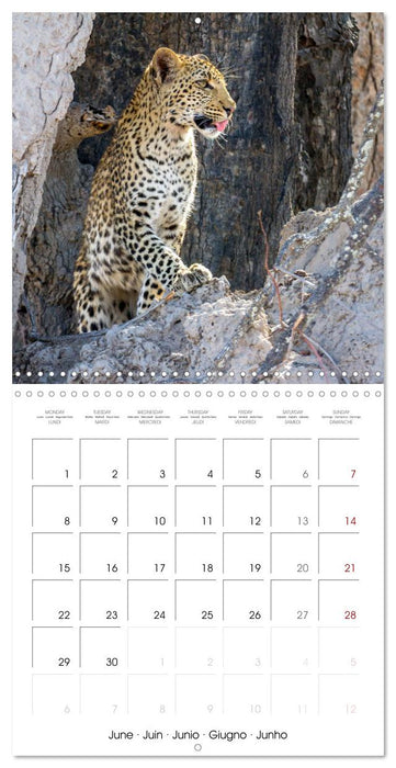 CATS OF AFRICA (CALVENDO Monthly Calendar 2026)