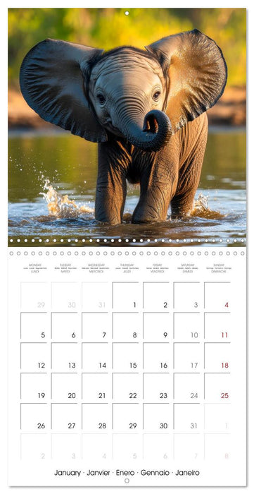 Baby Elephant Adventures (CALVENDO Monthly Calendar 2026)