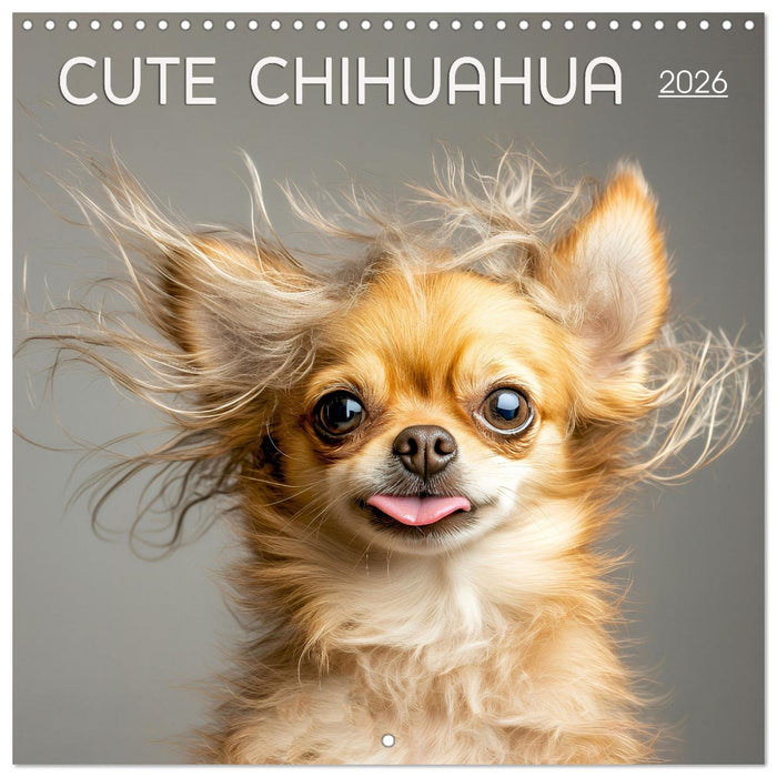 Cute Chihuahua (CALVENDO Monthly Calendar 2026)
