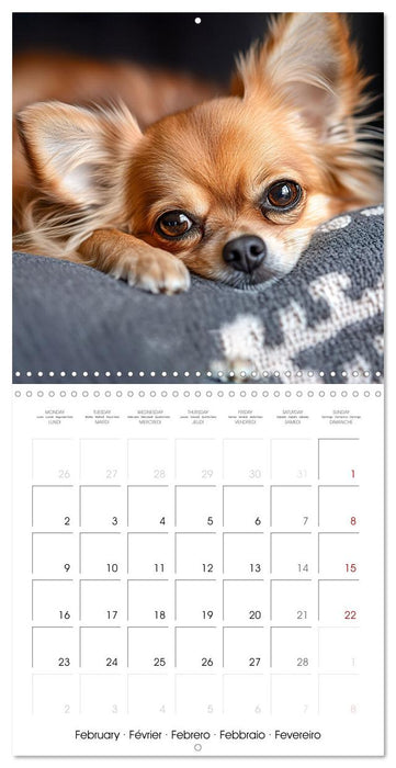 Cute Chihuahua (CALVENDO Monthly Calendar 2026)