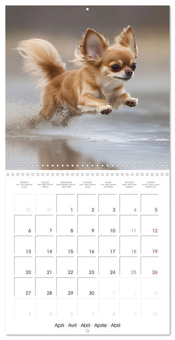 Cute Chihuahua (CALVENDO Monthly Calendar 2026)