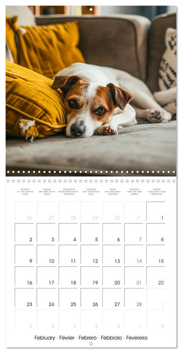 Jack Russel Terrier - Confident and Fearless Fun All Year (CALVENDO Monthly Calendar 2026)