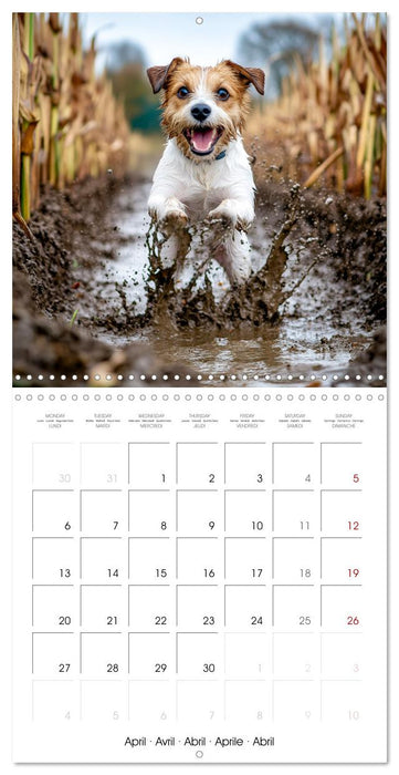 Jack Russel Terrier - Confident and Fearless Fun All Year (CALVENDO Monthly Calendar 2026)