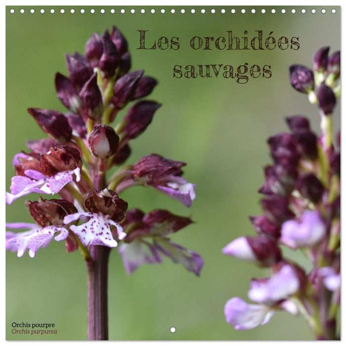 Les orchidées sauvages (CALVENDO Calendrier mensuel 2026)