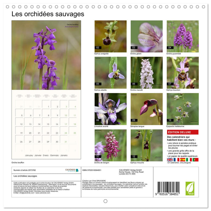 Les orchidées sauvages (CALVENDO Calendrier mensuel 2026)