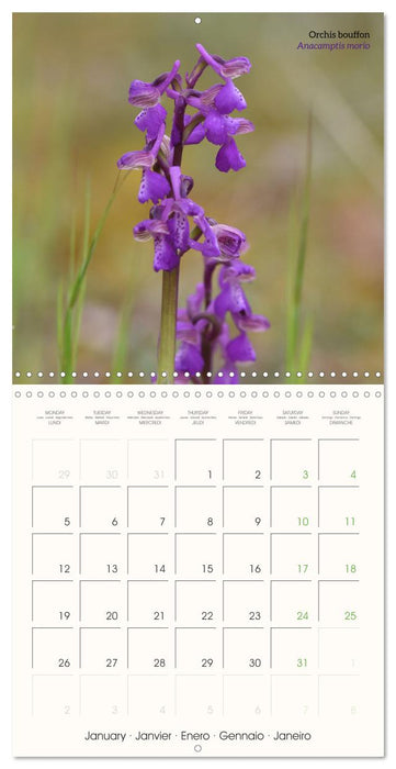 Les orchidées sauvages (CALVENDO Calendrier mensuel 2026)