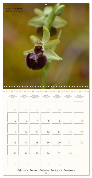 Les orchidées sauvages (CALVENDO Calendrier mensuel 2026)