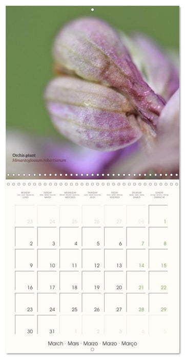 Les orchidées sauvages (CALVENDO Calendrier mensuel 2026)