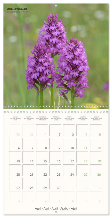 Les orchidées sauvages (CALVENDO Calendrier mensuel 2026)