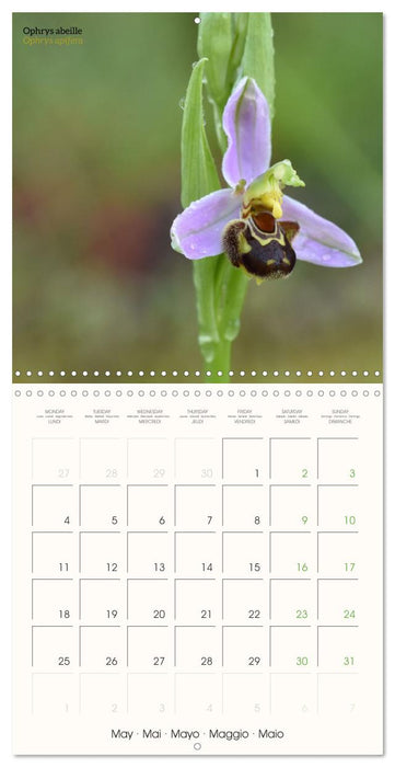 Les orchidées sauvages (CALVENDO Calendrier mensuel 2026)