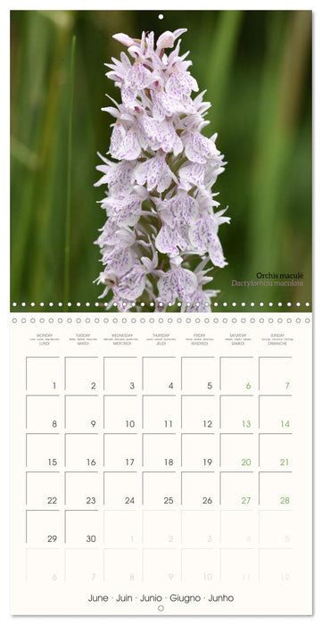 Les orchidées sauvages (CALVENDO Calendrier mensuel 2026)