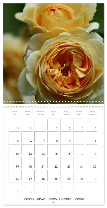 LE PARFUM DES ROSES 2026 (CALVENDO Calendrier mensuel 2026)