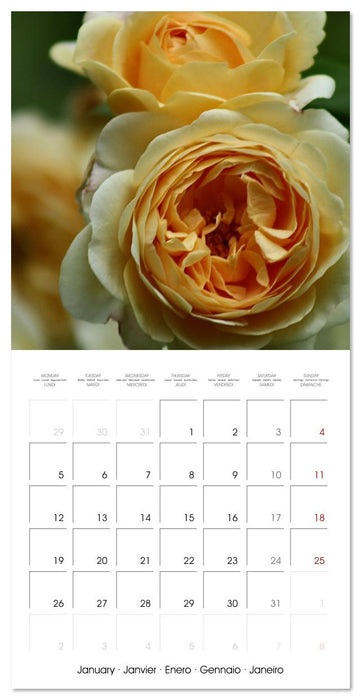 LE PARFUM ENVOÛTANT DES ROSES (CALVENDO Calendrier mensuel 2026)