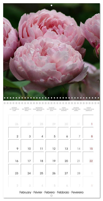 LE PARFUM DES ROSES 2026 (CALVENDO Calendrier mensuel 2026)