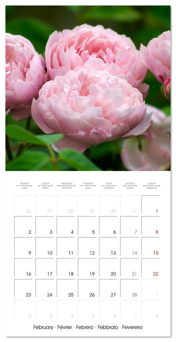 LE PARFUM ENVOÛTANT DES ROSES (CALVENDO Calendrier mensuel 2026)