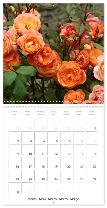 LE PARFUM DES ROSES 2026 (CALVENDO Calendrier mensuel 2026)