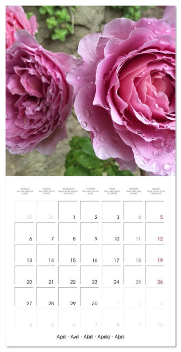 LE PARFUM ENVOÛTANT DES ROSES (CALVENDO Calendrier mensuel 2026)