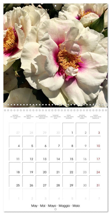 LE PARFUM DES ROSES 2026 (CALVENDO Calendrier mensuel 2026)