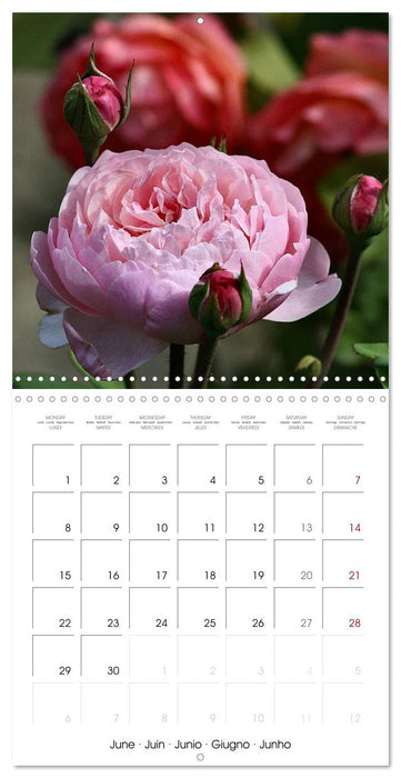 LE PARFUM DES ROSES 2026 (CALVENDO Calendrier mensuel 2026)
