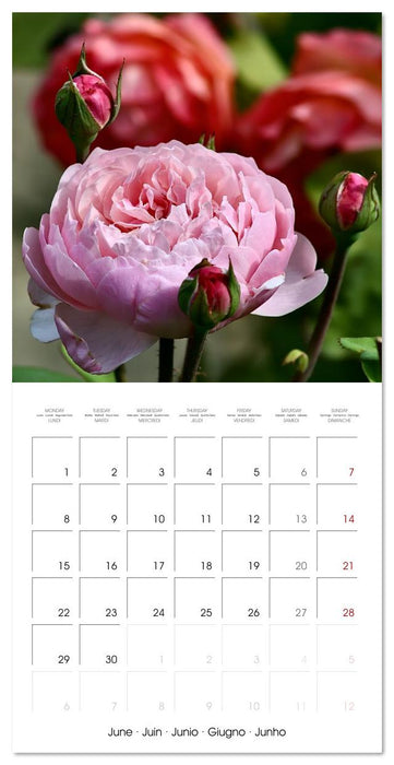 LE PARFUM ENVOÛTANT DES ROSES (CALVENDO Calendrier mensuel 2026)