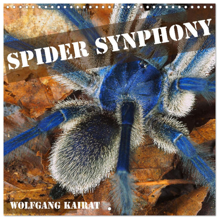 Spider synphony (CALVENDO Monthly Calendar 2026)