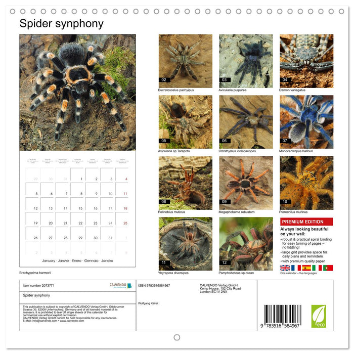 Spider synphony (CALVENDO Monthly Calendar 2026)