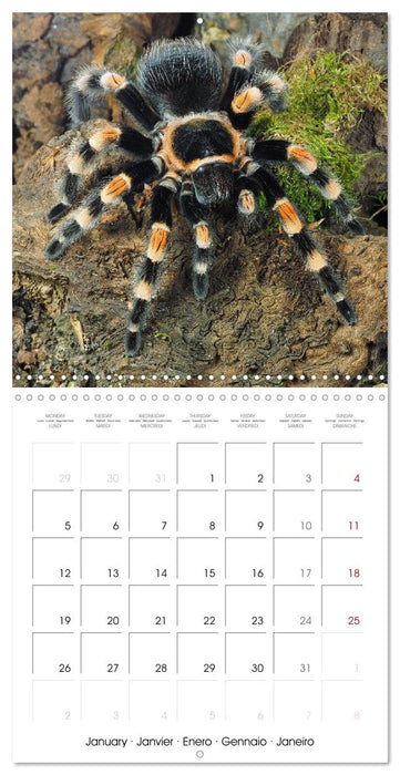 Spider synphony (CALVENDO Monthly Calendar 2026)