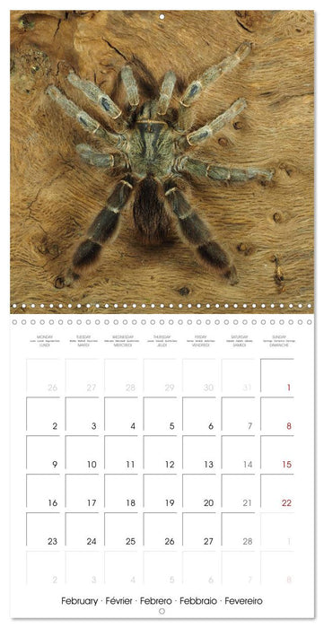 Spider synphony (CALVENDO Monthly Calendar 2026)