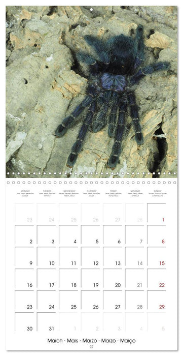 Spider synphony (CALVENDO Monthly Calendar 2026)